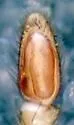 Drassinella modesta - photo 2