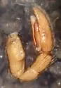 Drassinella modesta - photo 3