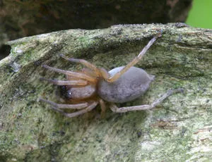 Drassodes cupreus - Drassodes cupreus