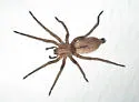 Drassodes neglectus