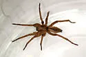 Drassodes neglectus - photo 2