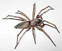 Drassodes neglectus - photo 4