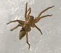 Drassodes neglectus - photo 5