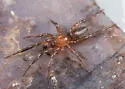 Drassyllus aprilinus - photo 2