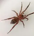 Drassyllus aprilinus - photo 3