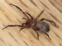 Drassyllus aprilinus - photo 4
