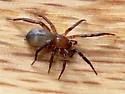 Drassyllus aprilinus - photo 5