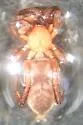 Drassyllus covensis