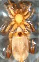 Drassyllus covensis - photo 2