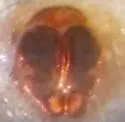 Drassyllus covensis - photo 3