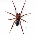 Drassyllus creolus