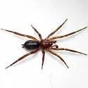 Drassyllus creolus - photo 2