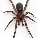 Drassyllus creolus - photo 3
