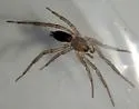 Drassyllus creolus - photo 4