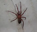 Drassyllus creolus - photo 5