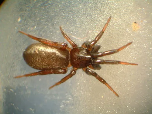 Drassyllus depressus - photo 2