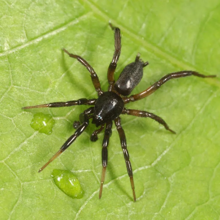 Drassyllus depressus - photo 3