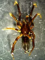 Drassyllus fallens