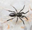 Drassyllus fallens - photo 2