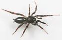 Drassyllus fallens - photo 4