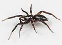 Drassyllus fallens - photo 5