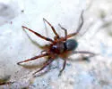Drassyllus insularis