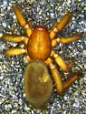 Drassyllus insularis - photo 2