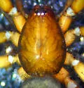 Drassyllus insularis - photo 3