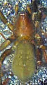 Drassyllus insularis - photo 4