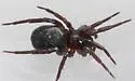 Drassyllus insularis - photo 5