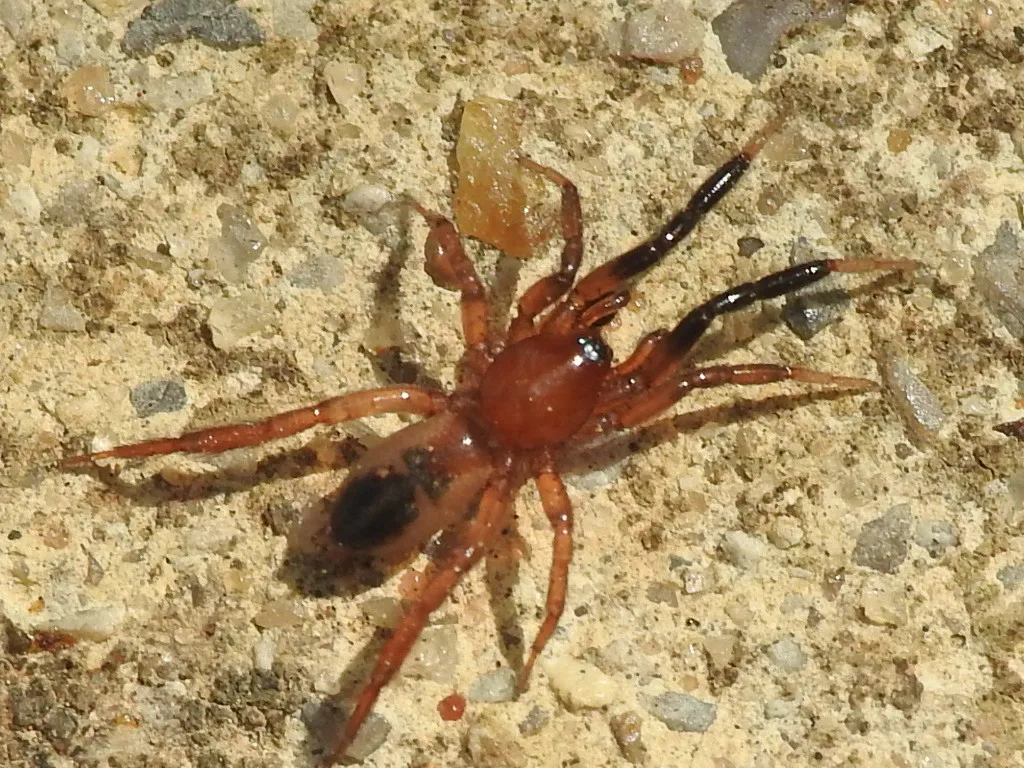 Drassyllus lepidus - photo 2