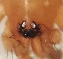 Drassyllus mumai
