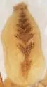 Drassyllus mumai - photo 2