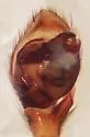 Drassyllus mumai - photo 4