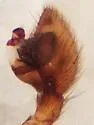 Drassyllus mumai - photo 5