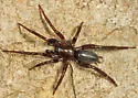 Drassyllus novus