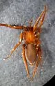 Drassyllus novus - photo 2