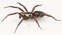 Drassyllus novus - photo 4