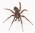 Drassyllus novus - photo 5