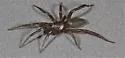 Drassyllus proclesis - Drassyllus proclesis
