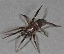 Drassyllus proclesis - photo 2