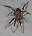 Drassyllus proclesis - photo 3