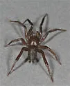 Drassyllus proclesis - photo 4
