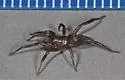 Drassyllus proclesis - photo 5