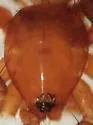 Drassyllus prosaphes - Drassyllus prosaphes
