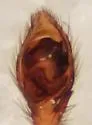 Drassyllus prosaphes - photo 3