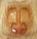 Drassyllus prosaphes - photo 5