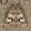 Shadowy Arches - Hodges#8636