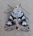 Drasteria biformata - Hodges#8625 - photo 2