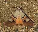 Drasteria biformata - Hodges#8625 - photo 4